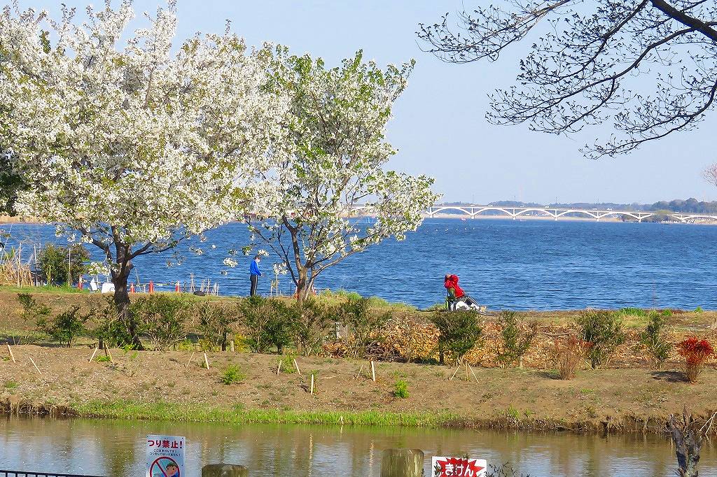 44. 桜と手賀大橋