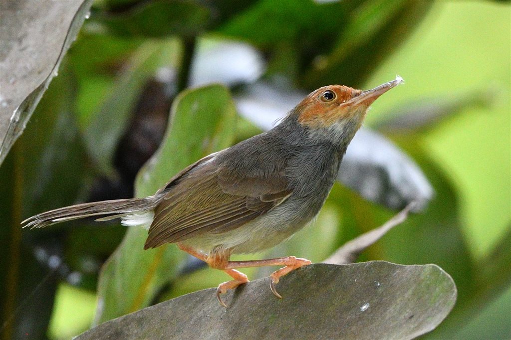 1. アカガオサイホウチョウ