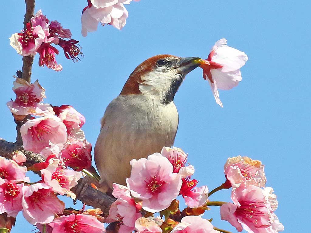 13. ニュウナイスズメ