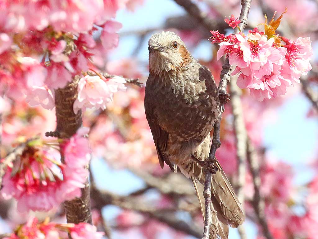 14. ヒヨドリ