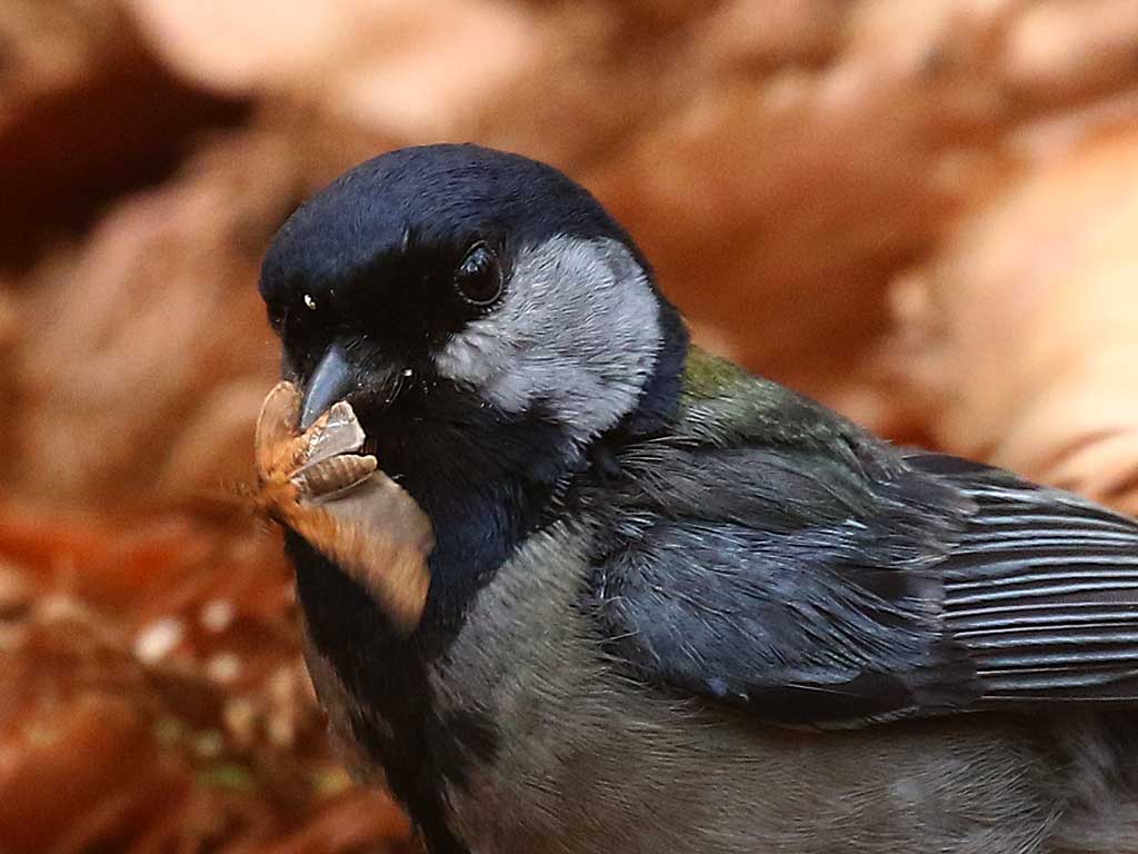 18. シジュウカラ