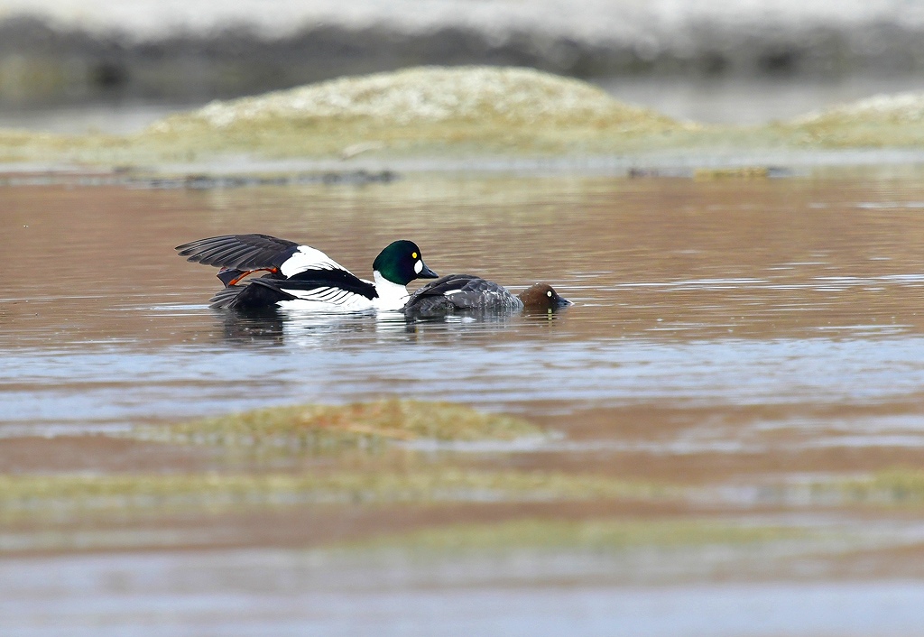 25. ホオジロガモ１（成鳥ペア）