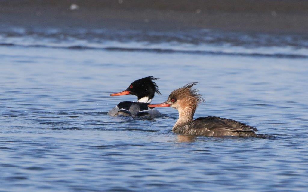 73. ウミアイサ