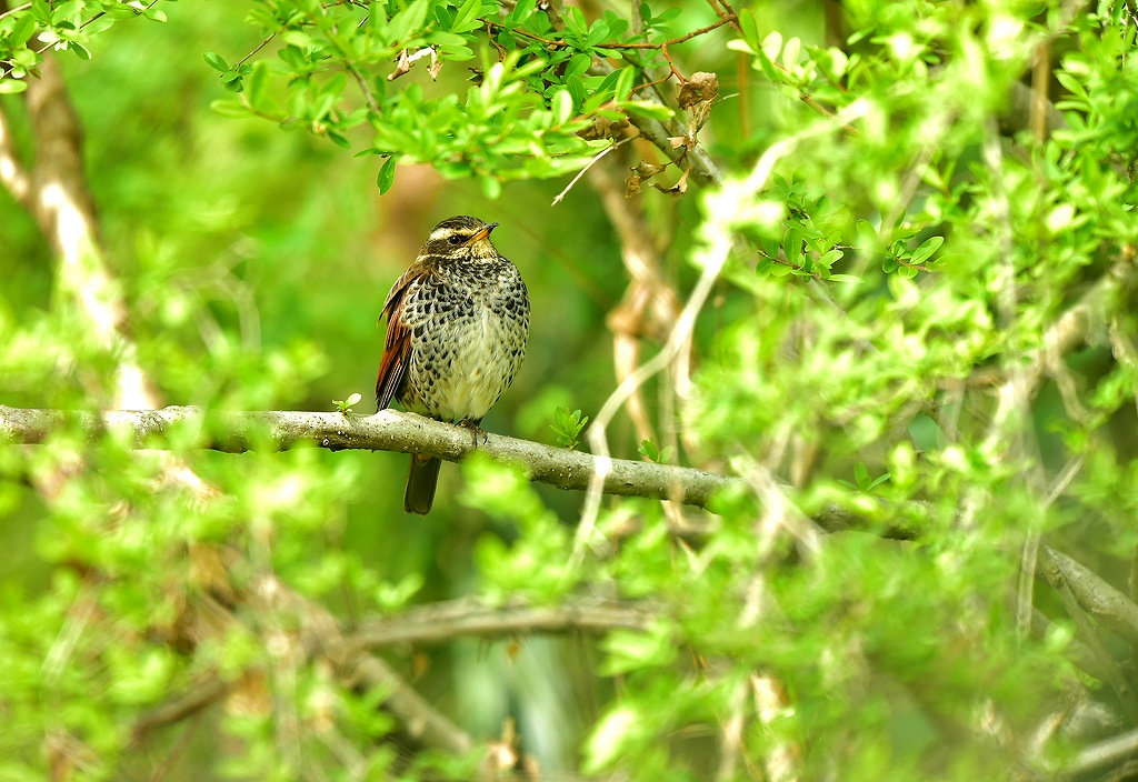 37. ツグミ夏羽