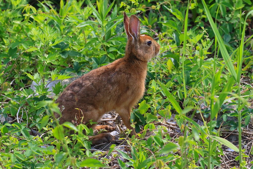 50. ノウサギ