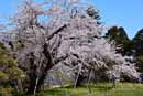 62. 水道用配水池の桜（樹齢100年以上）<br>佐藤 聡