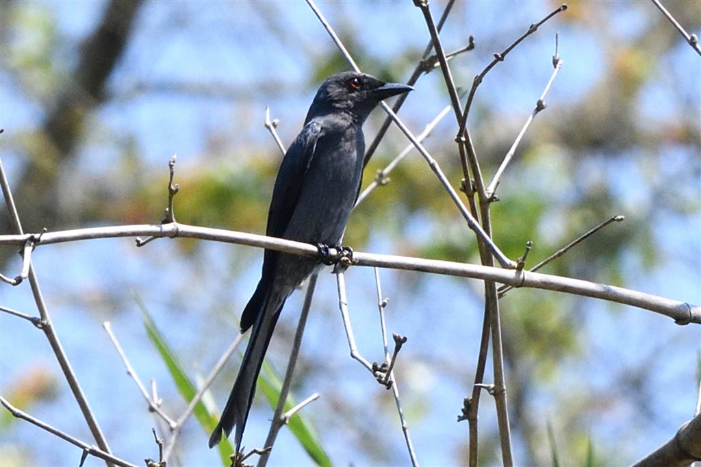 7. ハイイロオウチュウ（黒色型亜種） 