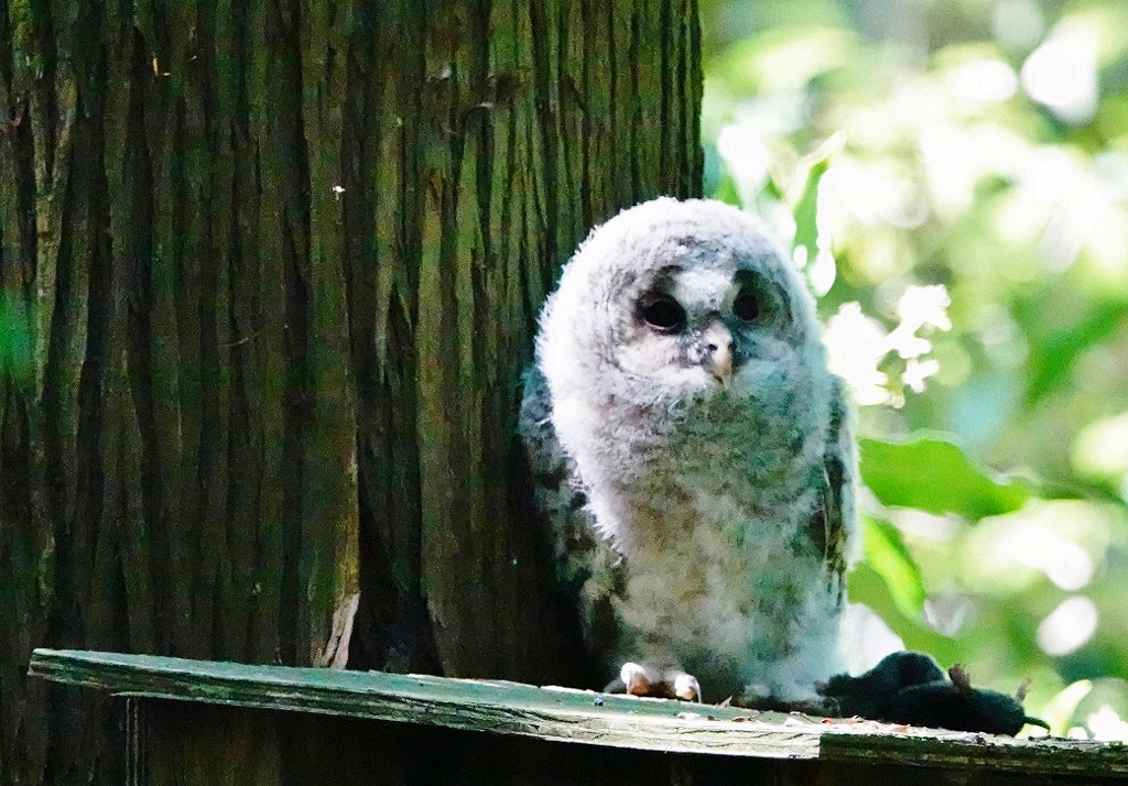 98. フクロウの雛