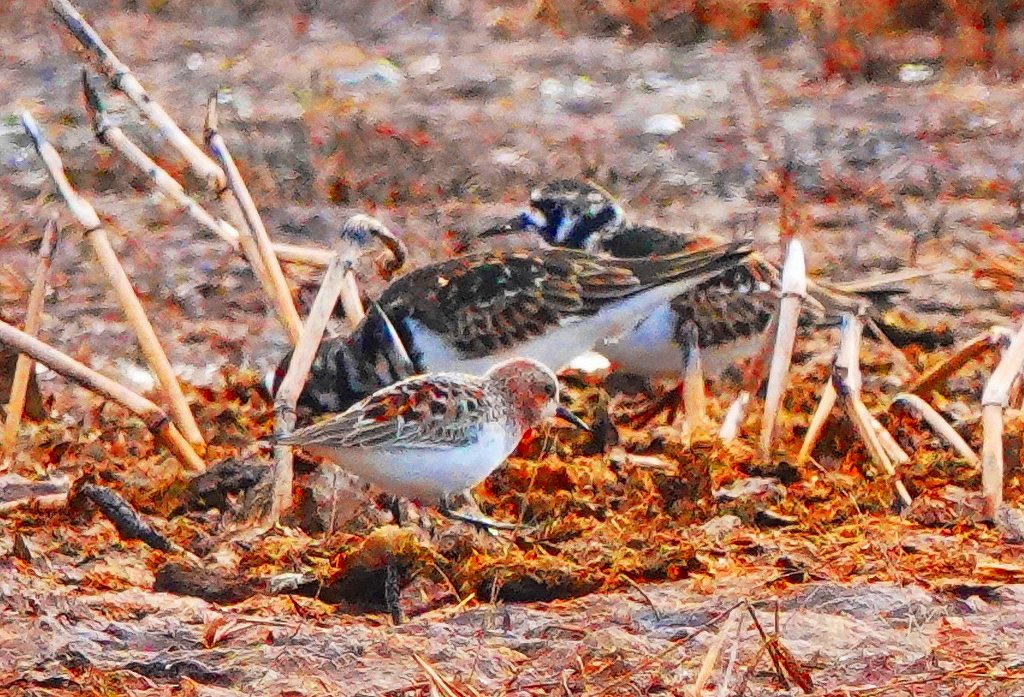 107. トウネンとキョウジョシギ