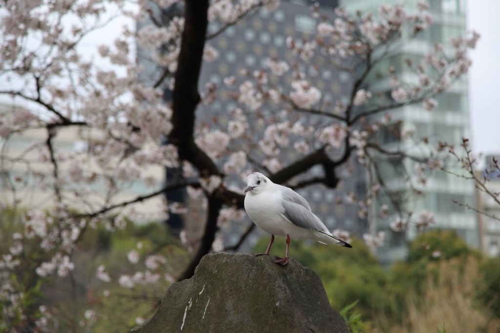 108. 都会のユリカモメ