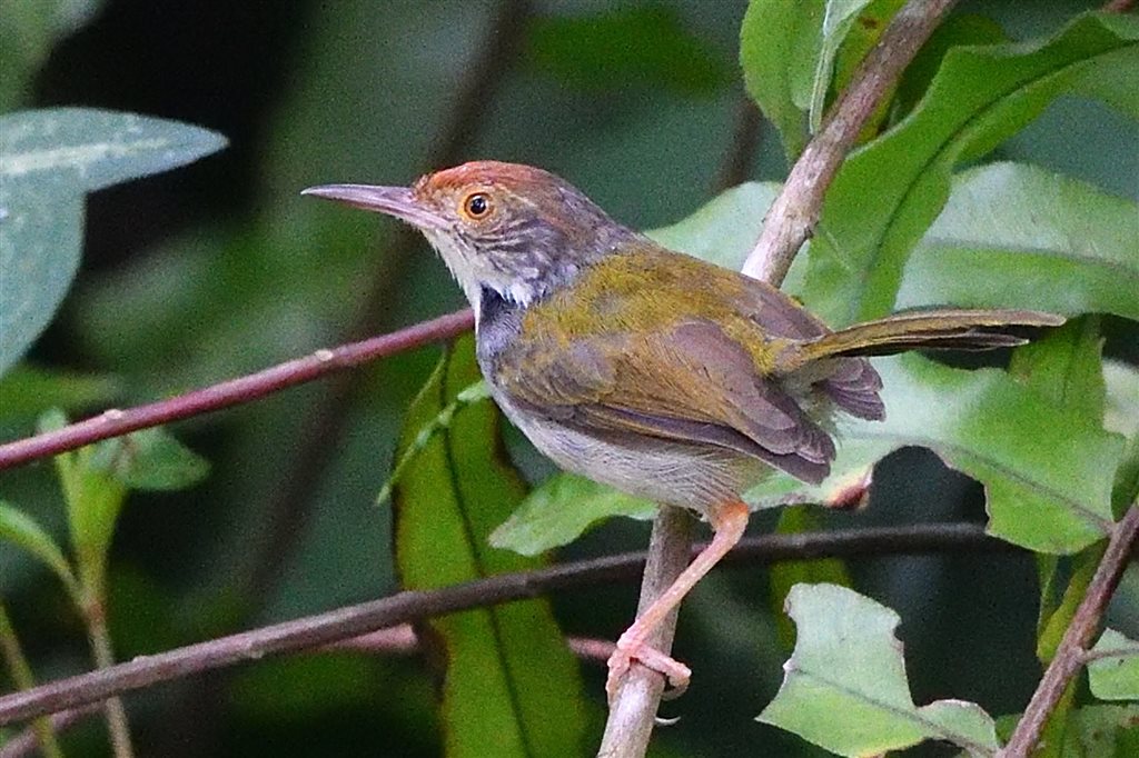 3. オナガサイホウチョウ