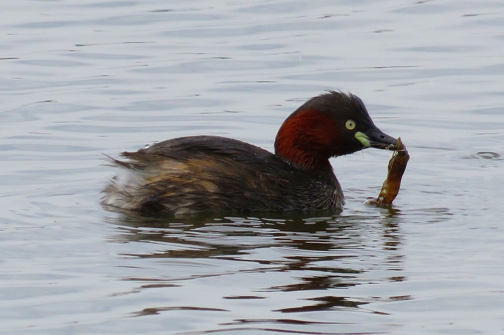 47. カイツブリの食事