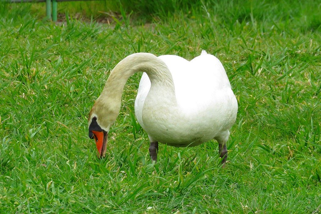 48. 草を食むコブ白鳥