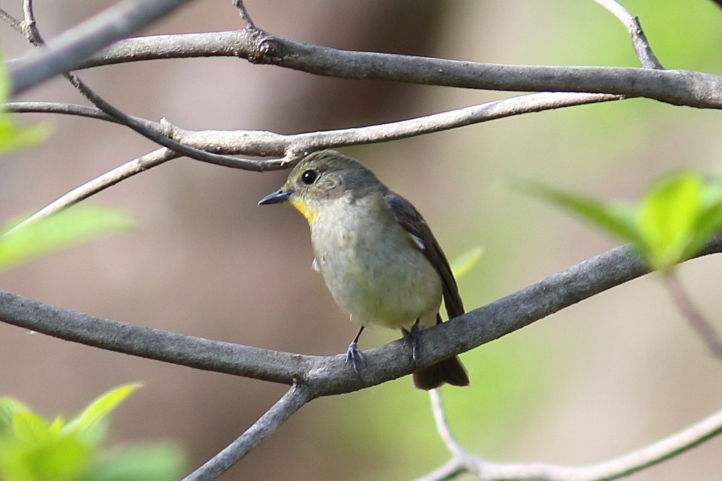 80. キビタキ♀