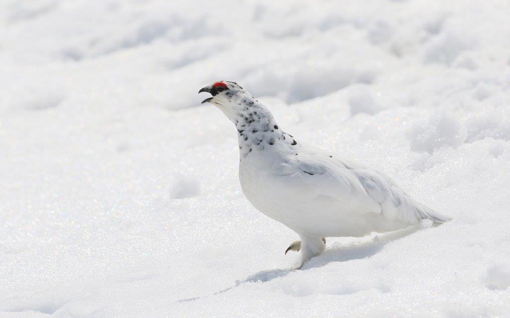 93. ライチョウ