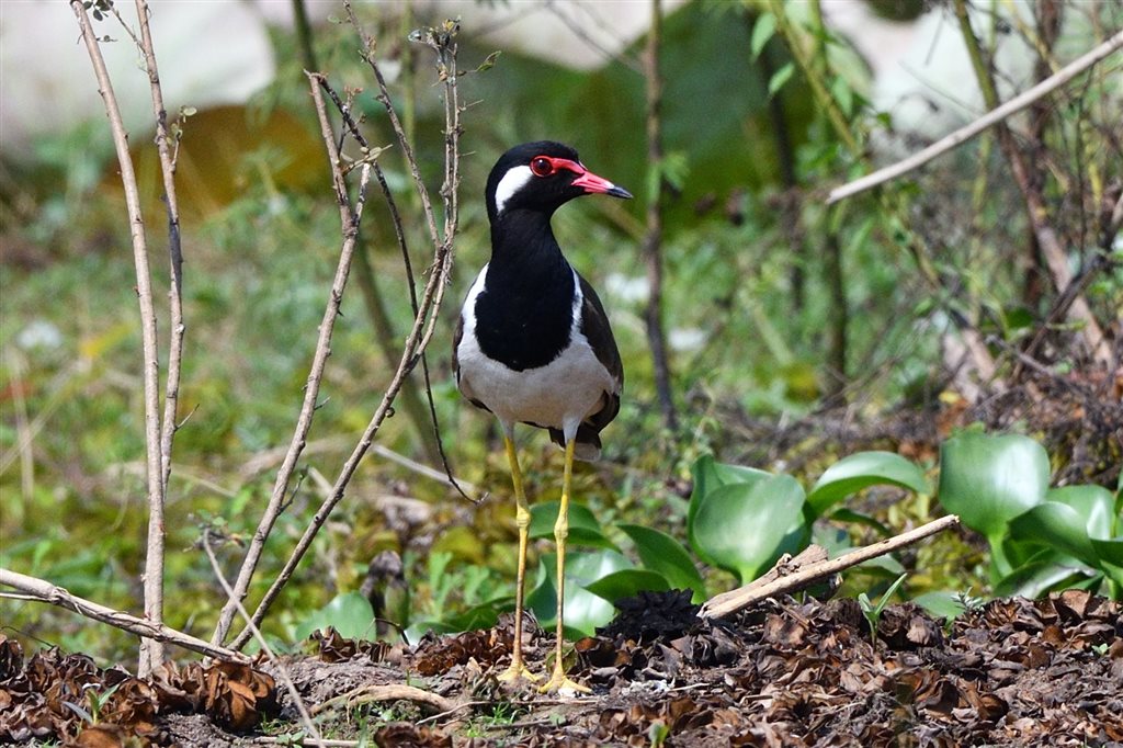 1. インドトサカゲリ