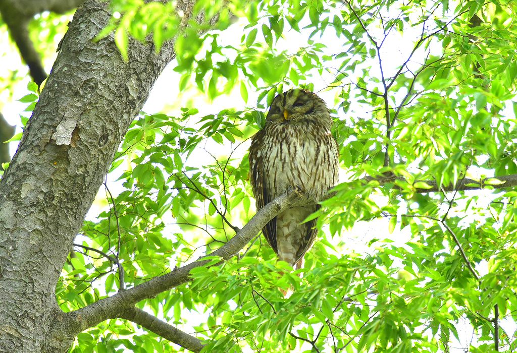 28. フクロウ３巣立ち雛を見守る母鳥