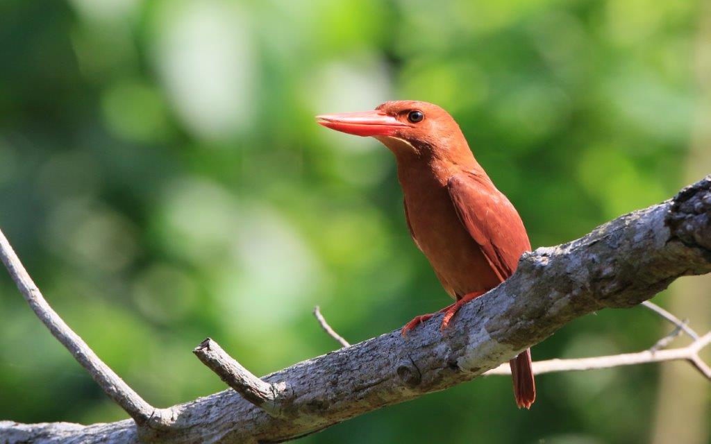 63. リユウキュウアカショウビン