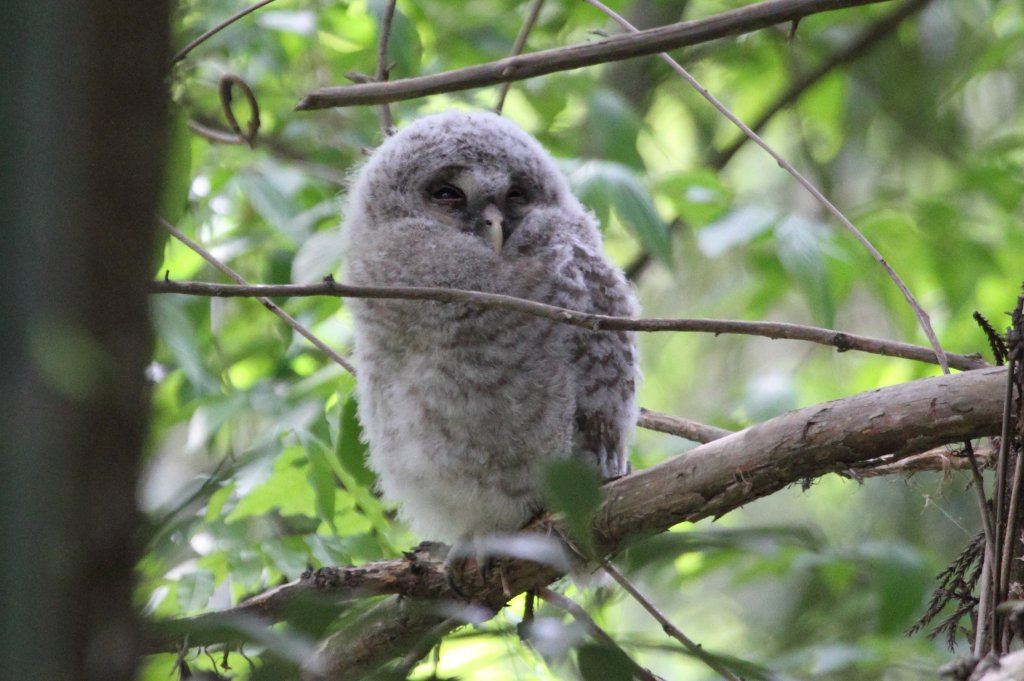 87. フクロウの雛鳥