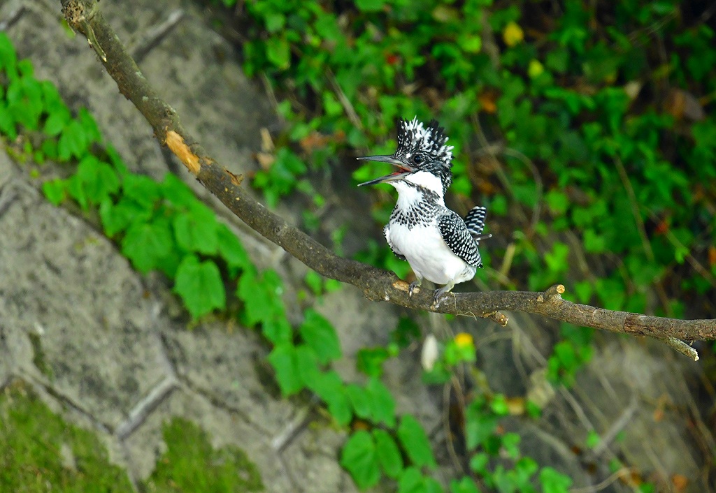 23. ヤマセミ幼鳥（♂？）３