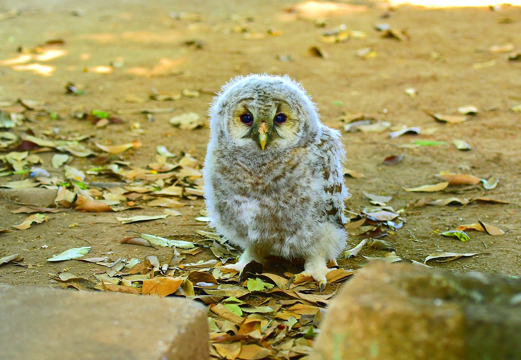 32. 落ちたフクロウ巣立ち雛B