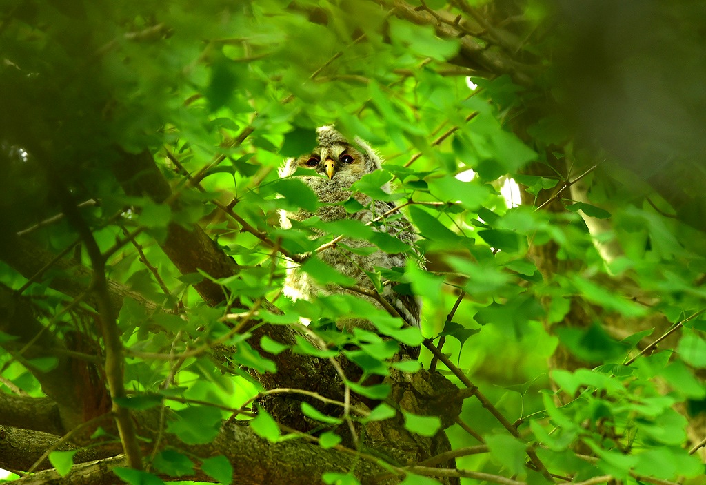 34. 木の葉に隠れるフクロウ巣立ち雛C