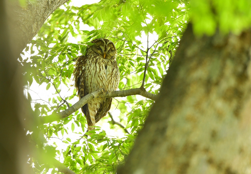 35. 巣立ち雛を見守るフクロウ母鳥 