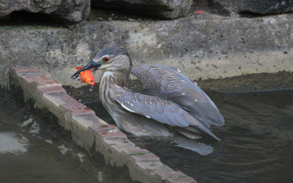 49. ゴイサギ　幼鳥