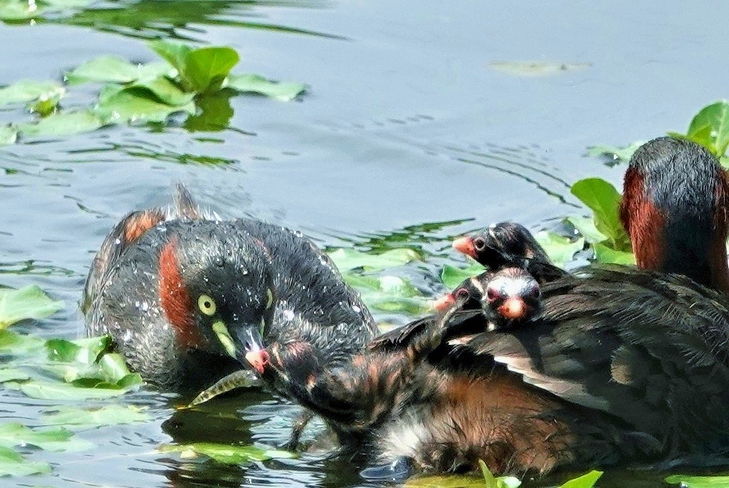 73. カイツブリの親子