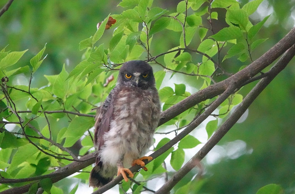 75. アオバズクの巣立ち雛