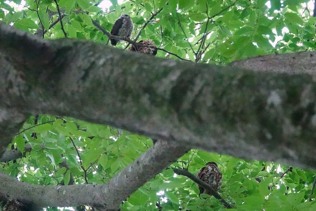 78. アオバズクの親子