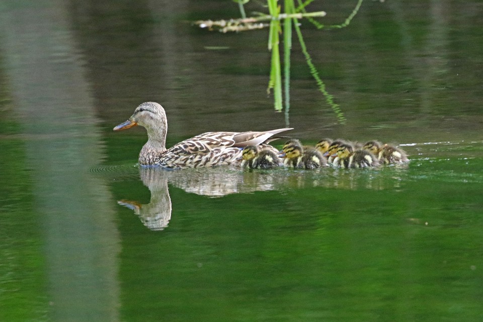 41. マガモ