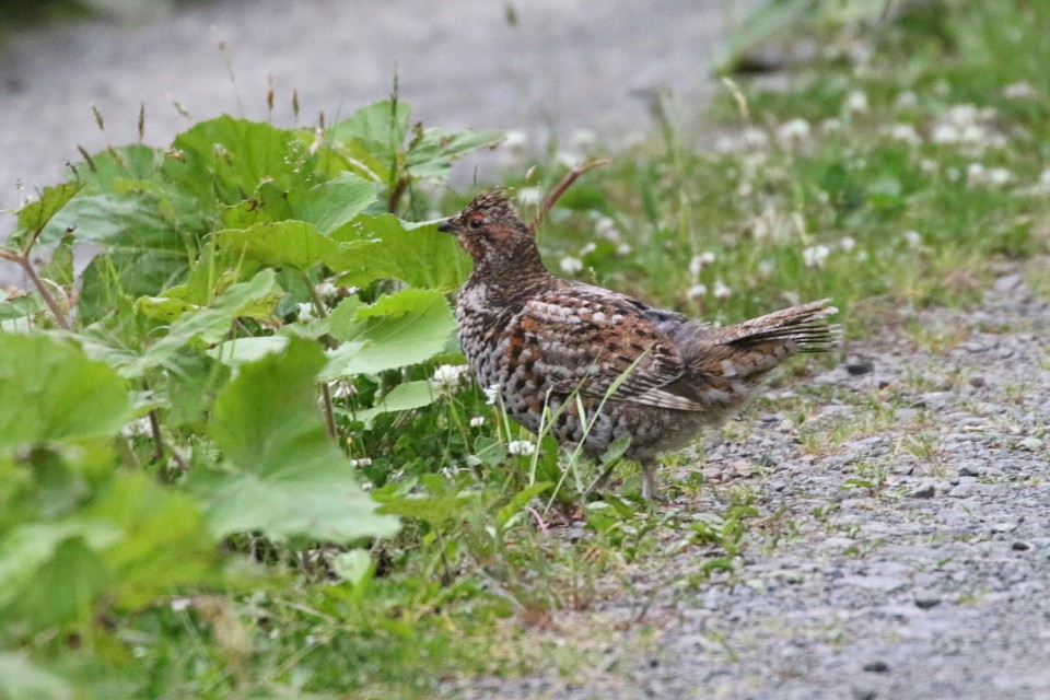 50. エゾライチョウ