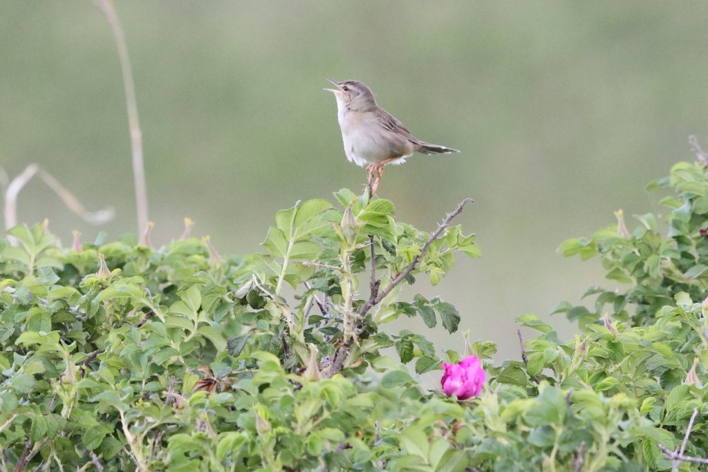 69. ハマナスの枝で鳴くコヨシキリ