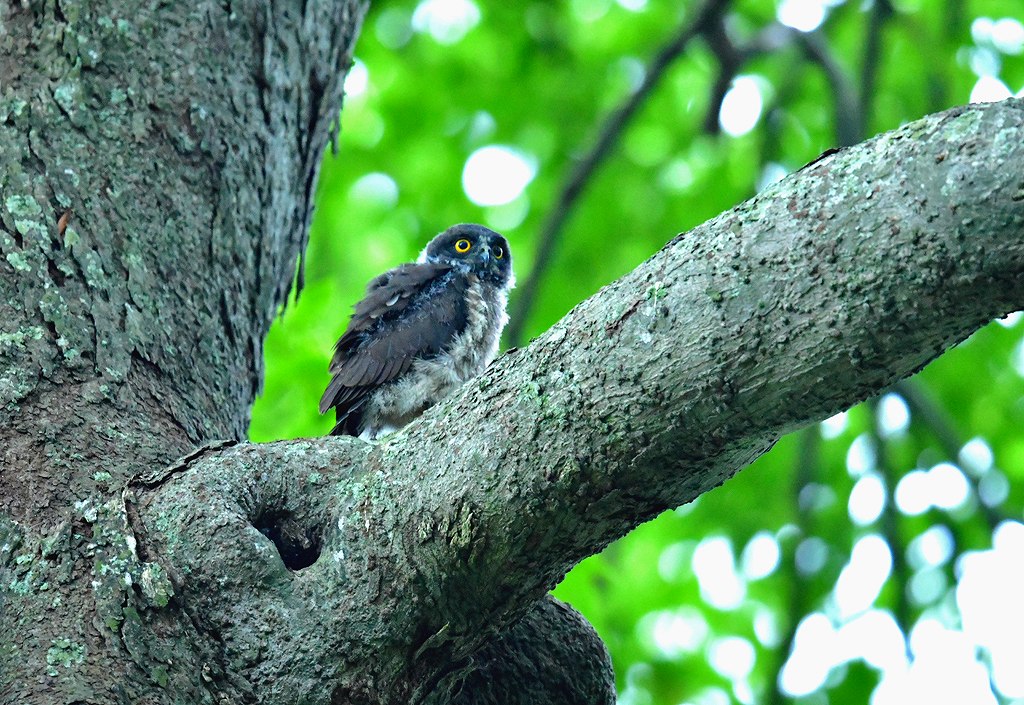 25. アオバズク雛２番子