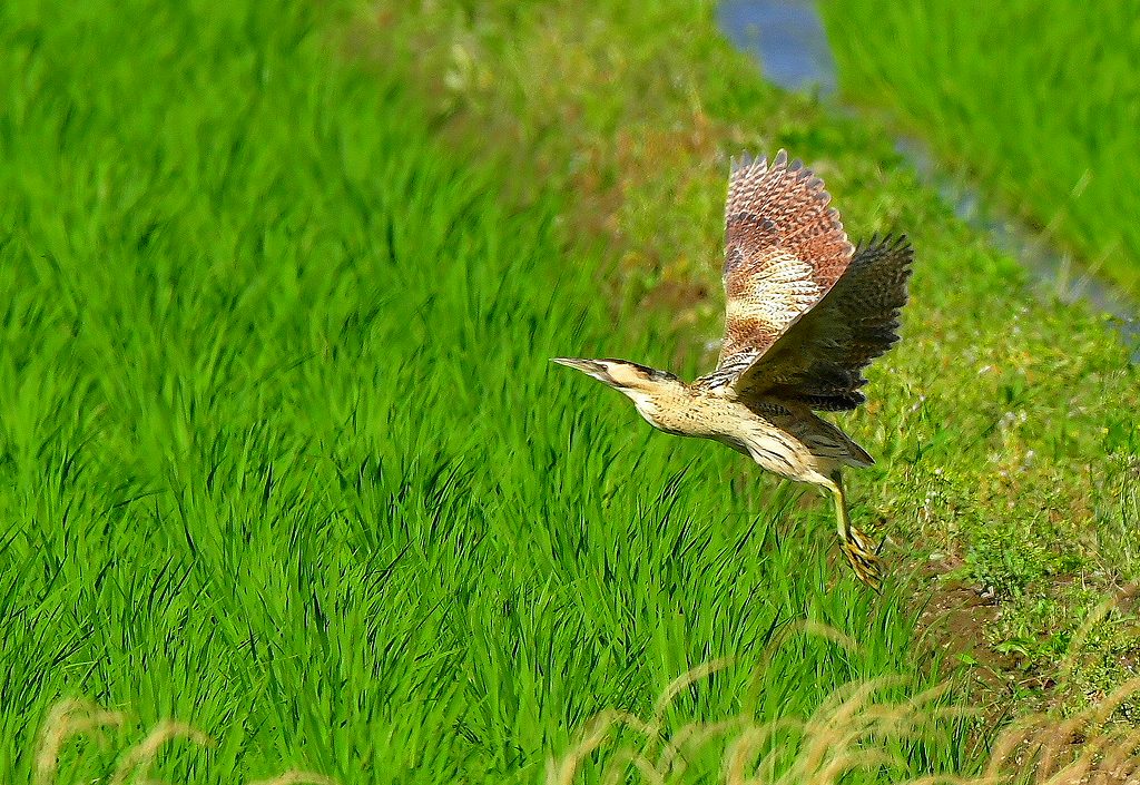 30. サンカノゴイ飛び出し