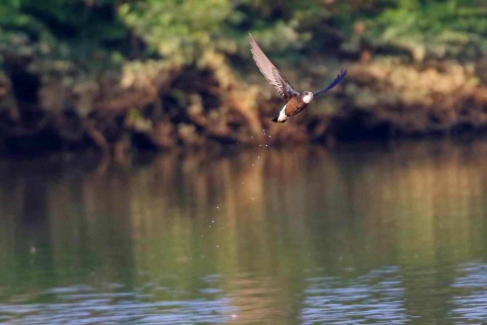 42. ハリオアマツバメ