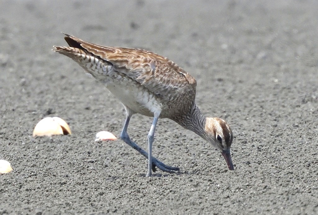 45. チュウシャクシギ（狩り）