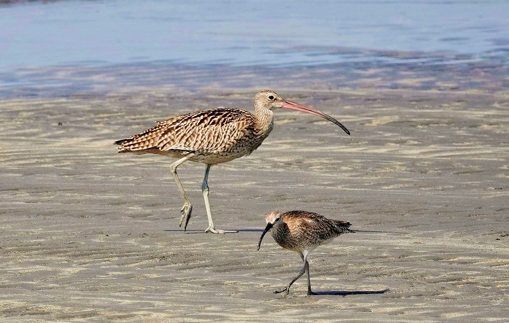 56. ホウロクシギとチュウシャクシギ