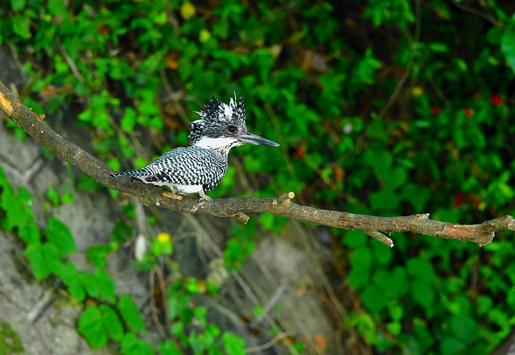 33. ヤマセミ幼鳥（♂）