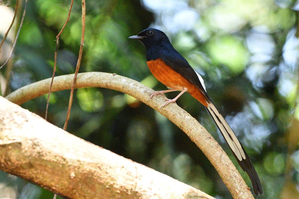 4. アカハラシキチョウ