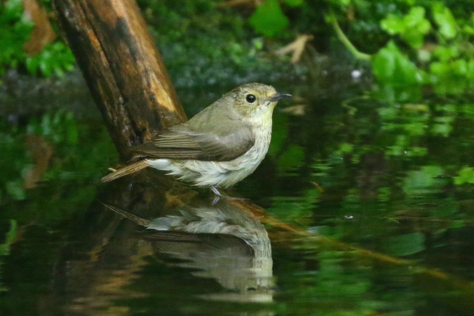 42. キビタキ♀