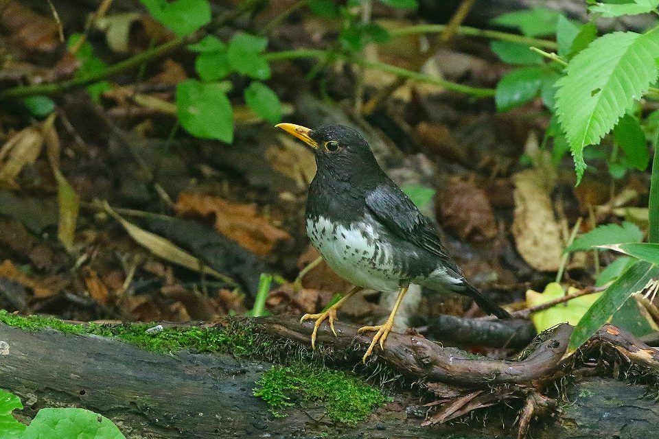 43. クロツグミ♂