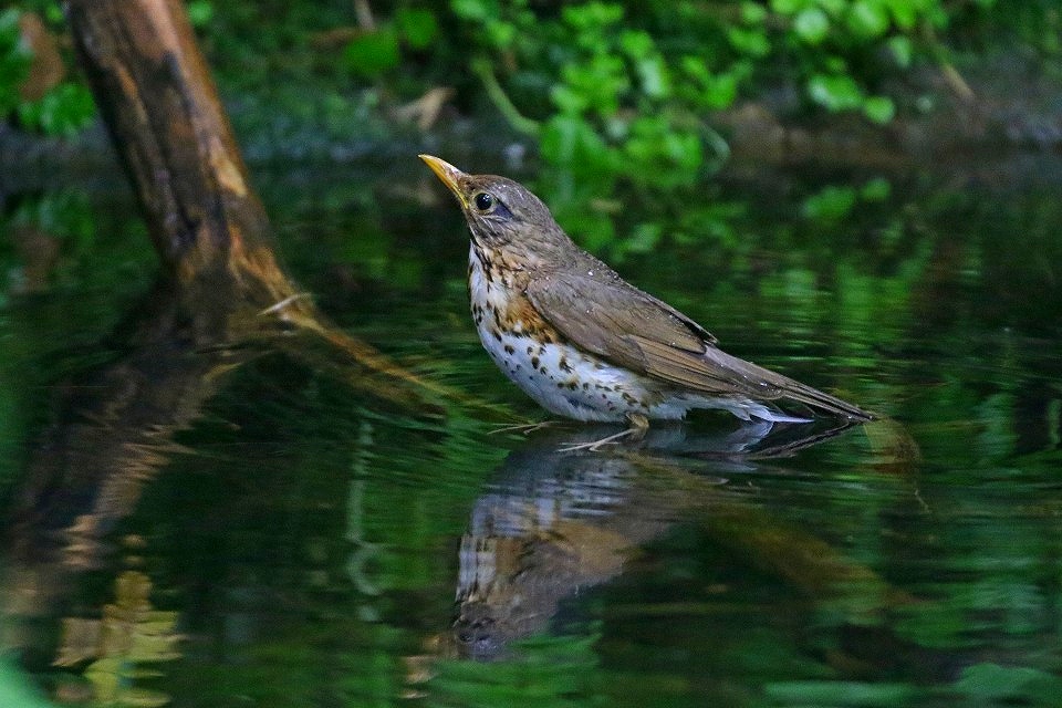 44. クロツグミ