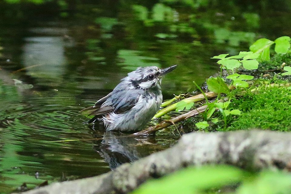 45. シロハラゴジュウカラ