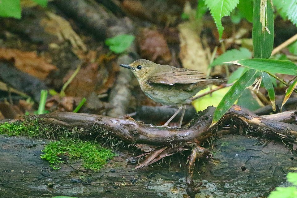 46. コルリ♀