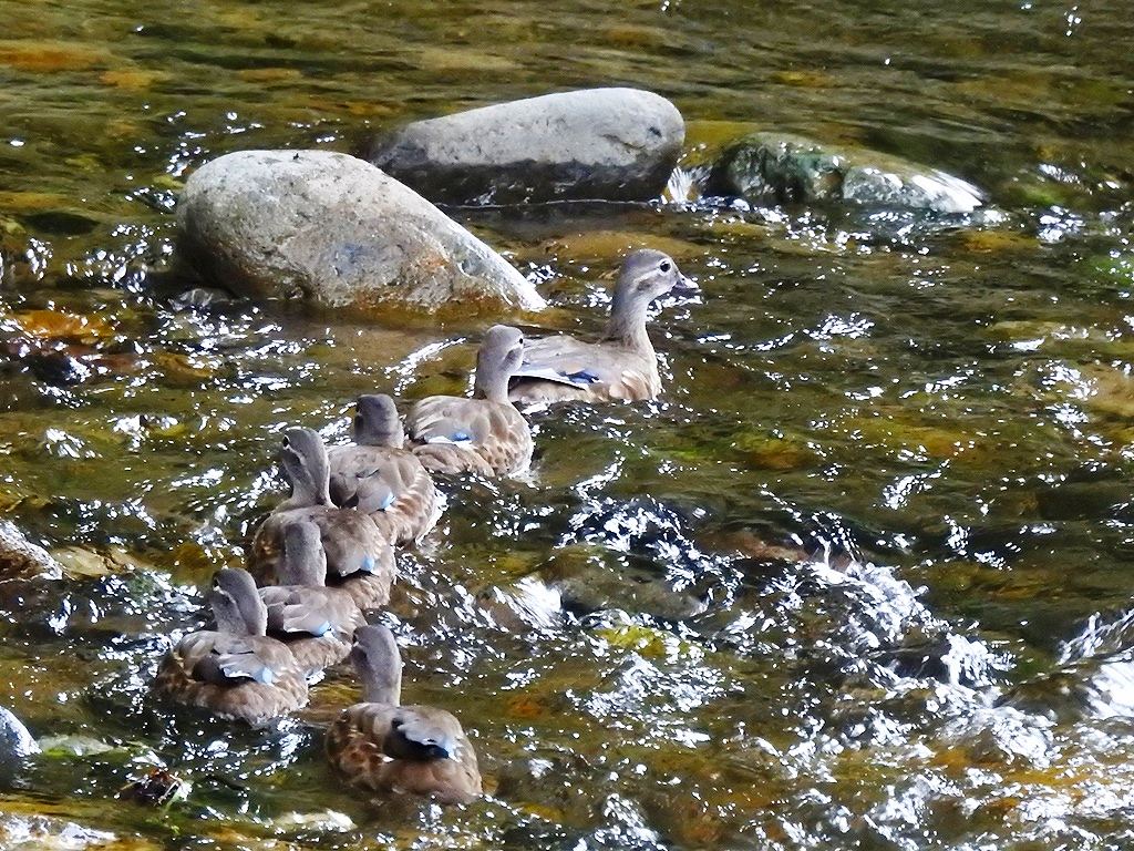 54. カルガモかと思ったらオシドリ家族でした