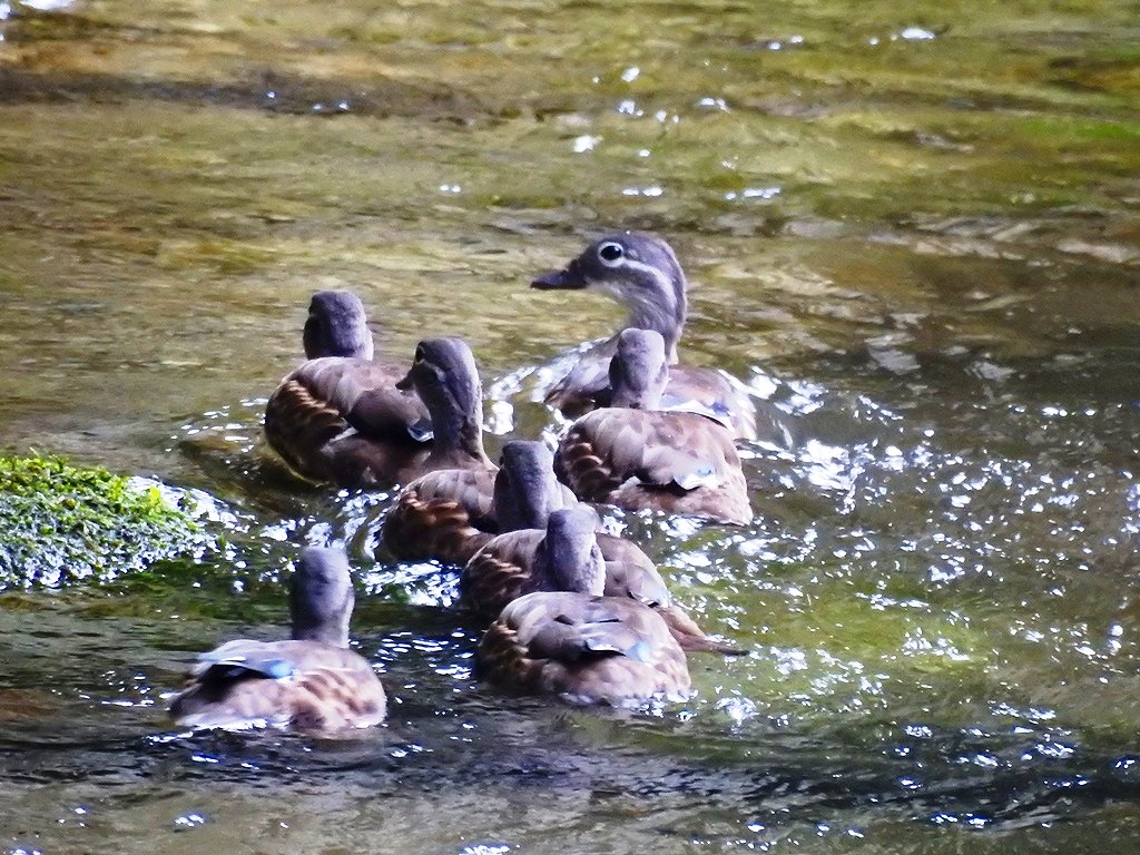 55. 渓流をどんどん上って行きました