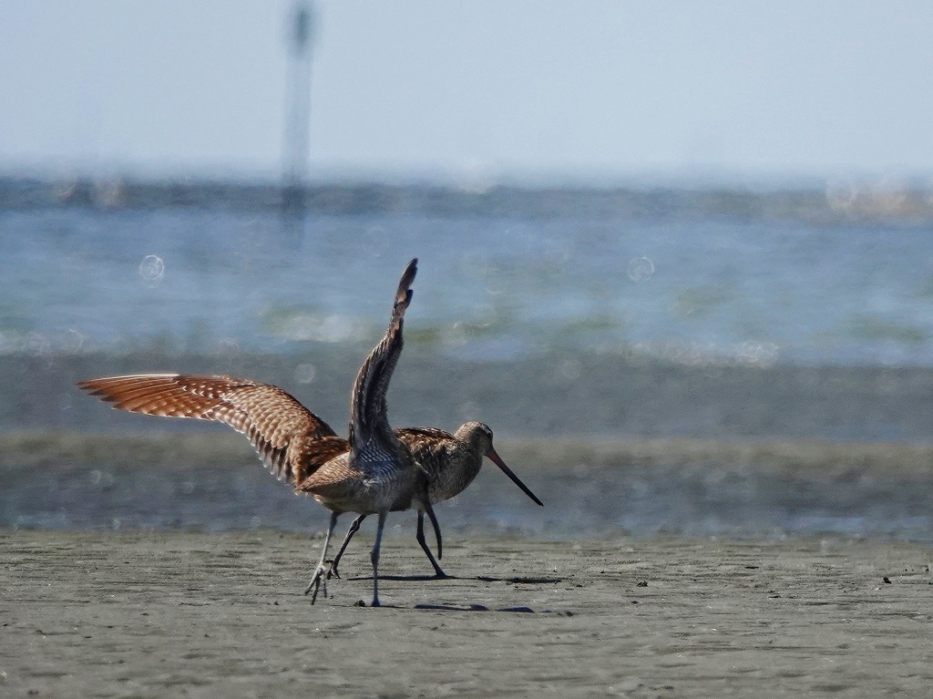 64.  ホウロクシギ、オオソリハシシギ