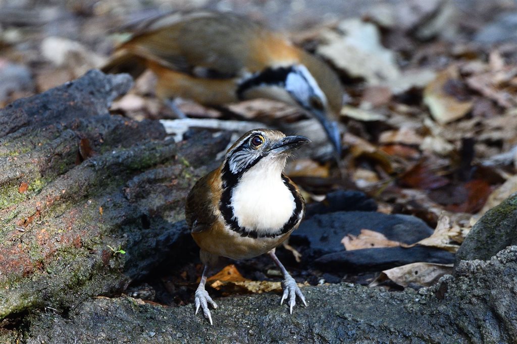 3. クビワガビチョウ